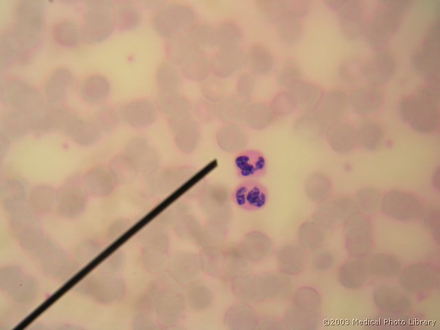 D580.JPG