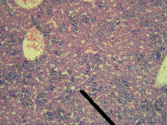 D718.JPG