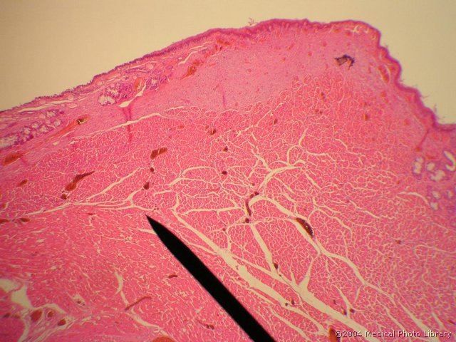 108 03 Prava glasilka.JPG